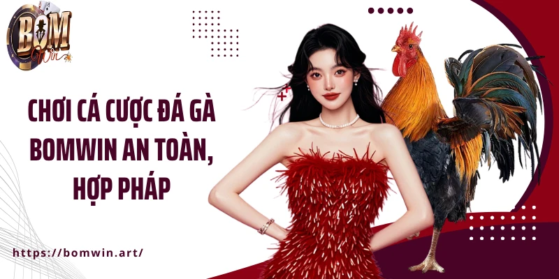 Chơi cá cược đá gà Bomwin an toàn, hợp pháp