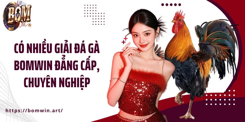 Có nhiều giải đá gà Bomwin đẳng cấp, chuyên nghiệp
